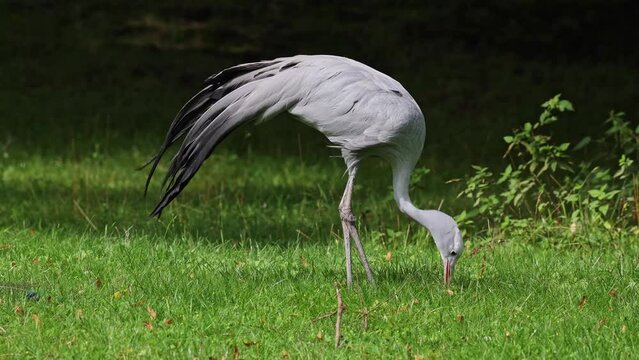 The Blue Crane, Grus paradisea, is an endangered bird specie endemic to Southern Africa. It is the national bird of South Africa