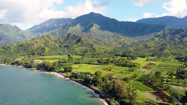 Taro plantation in Hanalei Valley and mountains, with the Hanalei River and rice and taro fields,  near Princeville, Kauai, Hawaii. Stunning aerial view