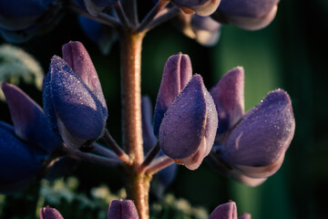 Blue lupins close-up - wildflowers on a summer meadow
