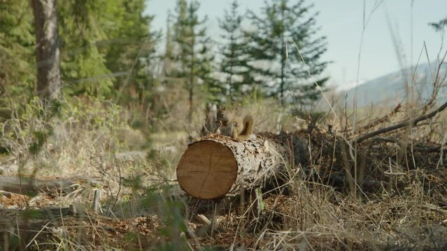Red squirrel eating a pine cone on fallen tree trunk. Handheld, low POV