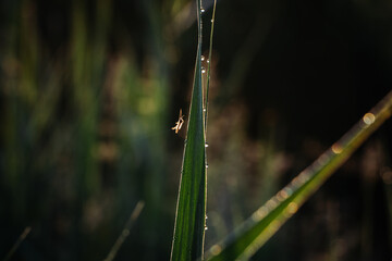 spider sits on green grass in dew drops. small black spider on the grass after rain, close-up. blurred green background, place for text.
