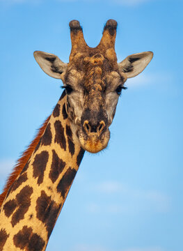 Giraffe looking down the camera in Botswana
