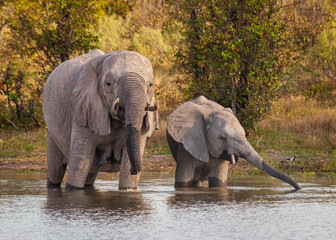 Female Elephant with Calf drinking and playing in waterhole.