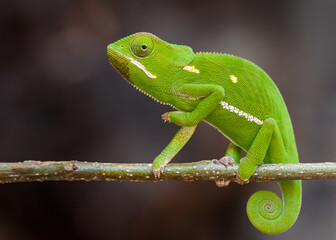 Flap necked Chameleon in the Okavanga Delta Botswana