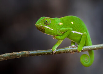 Flap Necked Chameleon in Botswana Okavanga Delta