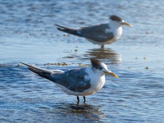 Crested Terns (Thelasseus bergii) keeping watch in the shallow foreshore 