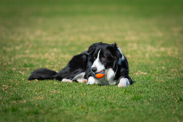 Portrait of a Border Collie