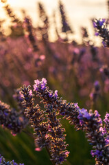 Detail of a lavender field in the Southern French Provence, on a sunny summer afternoon.