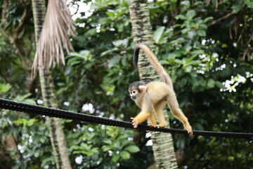 ロープの上を歩く1匹のリスザル