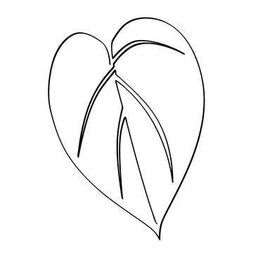 sirih piper betle plantae leaf in simple sketch vector single or continuous line art
