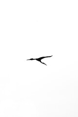 Silhouette of a Bird in Flight