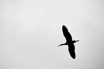 stork flies with extended wings
