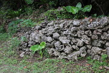サンゴでできた日本にある沖縄の石垣