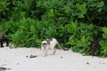 Fotobehang 亜熱帯地域の浜辺に生息する野良猫 © Signyamo