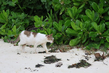 亜熱帯地域の浜辺に生息する野良猫