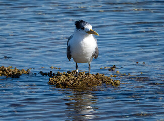 Crested Tern (Thelasseus bergii) on foreshore rocks 