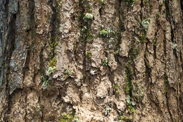  fungus growth on tree bark in nature