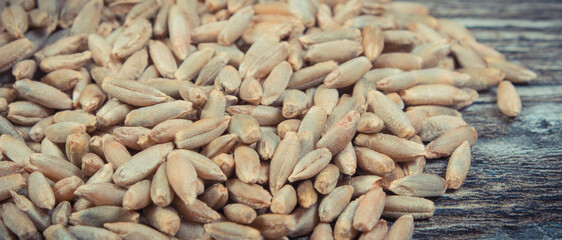 Rye grain on old rustic wooden board. Agriculture