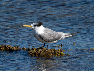 Crested Tern (Thelasseus bergii) in shallow foreshore 