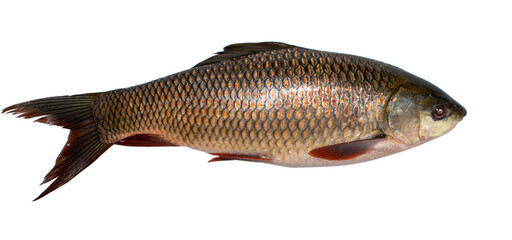Popular Rohu or Labeo rohita fish of Indian subcontinent over white background