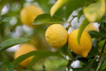 Close up of Lemons hanging from a tree in a lemon grove