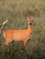 deer on the field
