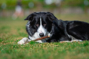 Portrait of a Border Collie