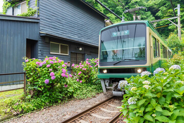 Train Enoden and Hydrangea flower  in Kamakura,  Japan