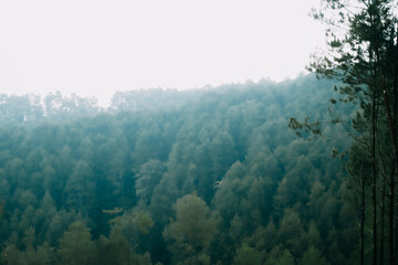 view of pine forest background 