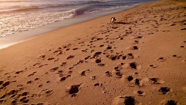 Dog playing on the beach at sunset. Slow Motion.