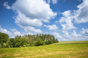Spring or summer landscape with green meadow under blue sky