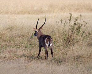 Back view of the male African bushbuck in the pasture in the Hwange National Park (formerly Wankie Game Reserve) in Zimbabwe