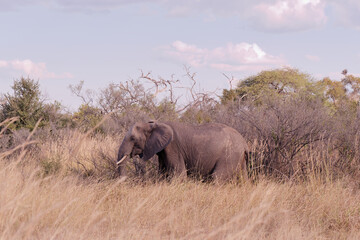 Fototapeta premium View of an elephant on pasture in the Hwange National Park in Zimbabwe