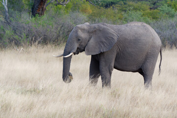 Fototapeta na wymiar View of an elephant on pasture in the Hwange National Park in Zimbabwe