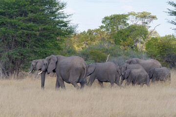 View of a herd of elephants on pasture in the Hwange National Park (formerly Wankie Game Reserve) in Zimbabwe