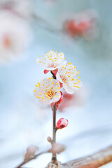 まっすぐ伸びた梅の花