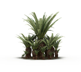 group of trees with a shadow on the ground, isolated on a transparent background, trees in the forest, 3D illustration, cg render