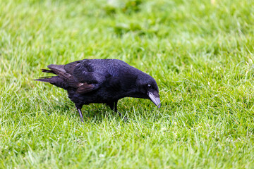 Crow on grass field in the city