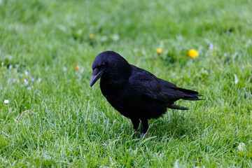 Crow on grass field in the city