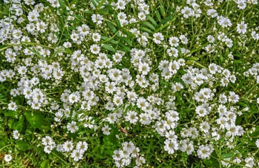 Fototapeta na wymiar White Gypsophila graceful flowers in the grass