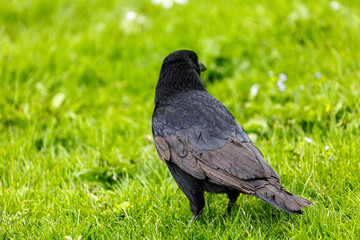 Crow on grass field in the city