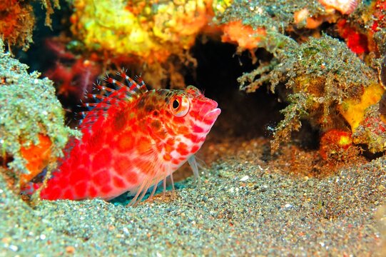 Portrait of red tropical fish, coral reef background. Underwater photography, scuba diving with healthy colorful marine life. Fish and corals in the sea. Aquatic wildlife, travel photo.