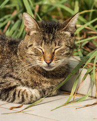 spotted cat on a walk.