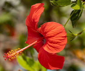 red hibiscus flower as background.