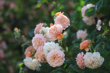 Beautiful pink english roses with a romantic look in the summer perennial garden beside the cottage.