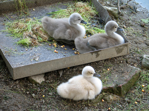 Mute swan (Cygnus olor) cub is normal and leucistic