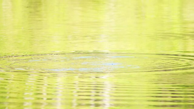 A female Papango New Zealand Scaup duck diving into calm water