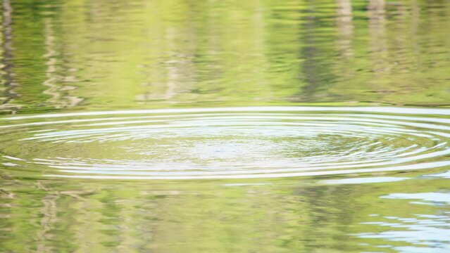A female Papango New Zealand Scaup duck diving into calm lake water