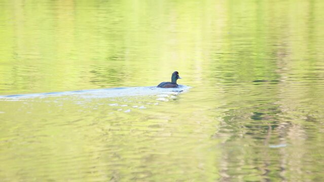 A group of Papango New Zealand Scaup ducks swimming together in a calm lake