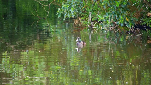 A male Papango New Zealand Scaup duck floating in a calm lake before diving underwater